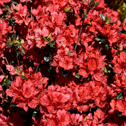 Azalea, Stewartsonian Flowering Shrub, 3 Gallon Container