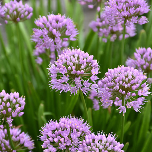Allium, Summer Beauty Ornamental Chives Perennial, 1 Gallon Container