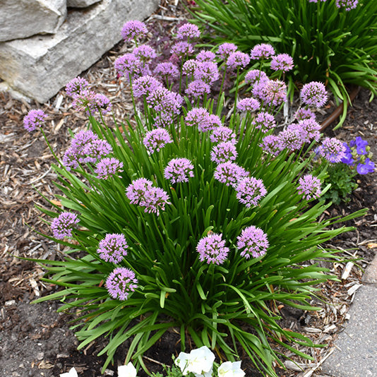 Allium, Summer Beauty Ornamental Chives Perennial, 1 Gallon Container