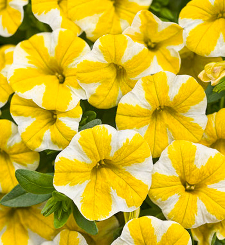 Proven Winners Superbells® Lemon Slice® Calibrachoa, 4.33" Pot