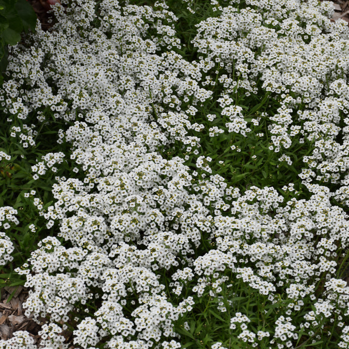 White Stream Sweet Alyssum, 4.33" Pot