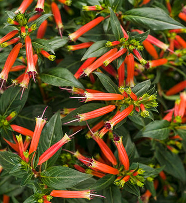 Proven Winners Vermillionaire Large Firecracker Plant, 4.33" Pot
