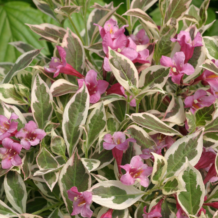 Weigela, My Monet Flowering Shrub, 2 Gallon Container