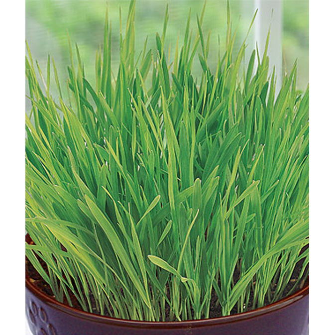 How To Plant Cat Grass Indoors