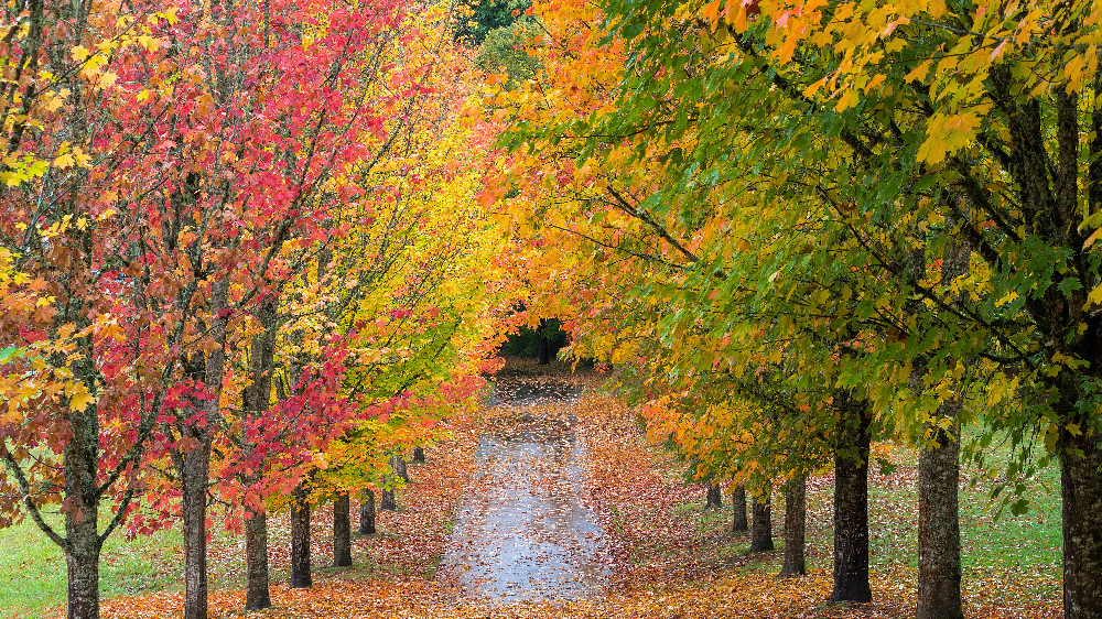 beautiful fall trees