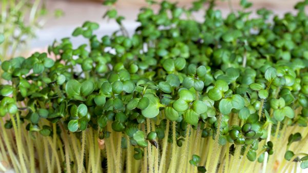 How To Grow Ultra-Healthy Microgreens At Home - Alsip Home & Nursery