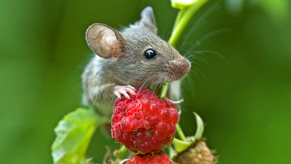 https://www.alsipnursery.com/wp-content/uploads/2020/10/alsip-getting-rid-of-mice-safely-mouse-with-raspberry.jpg