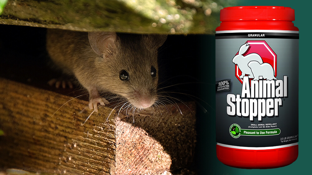 How To Get Rid of Mice Naturally 