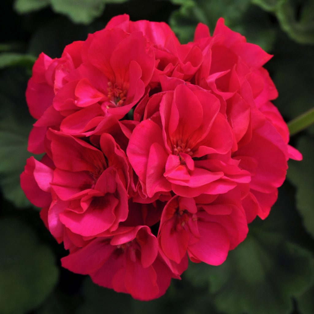 Celestial Rose пеларгония