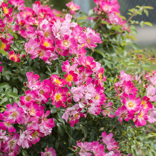 Rose, Pink Drift Flowering Shrub, 2 Gallon Container - Alsip Home & Nursery